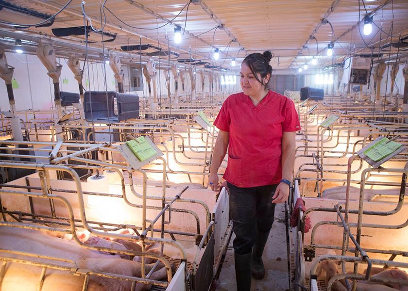 Batch farrowing is a strategy that can improve hog health