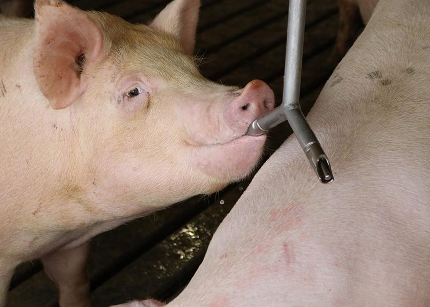 Water administration is less labor-intensive for staff and lower stress for pigs, experts say.