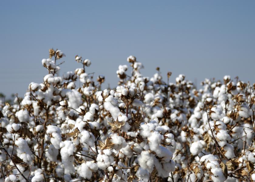 FiberMax and Stoneville Cotton Seed Offers Two New Seed Treatments