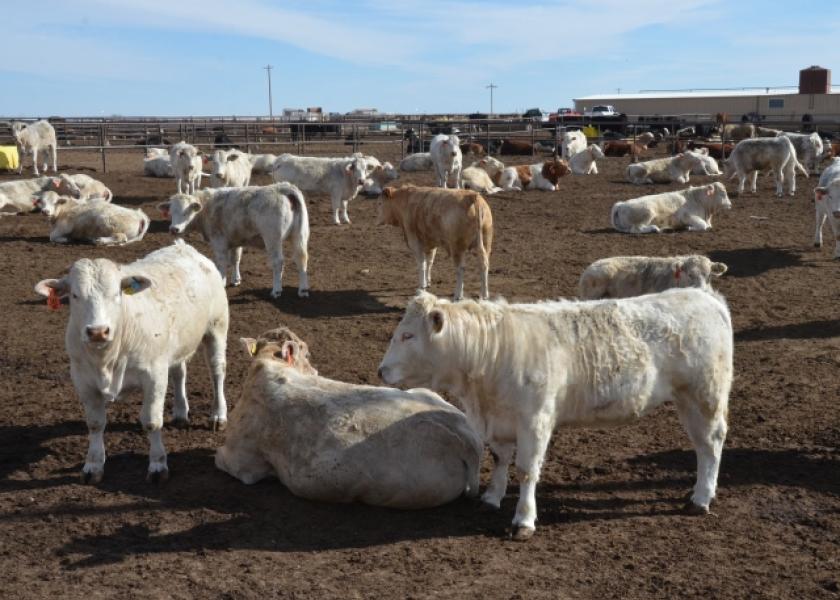 Texas feedyard