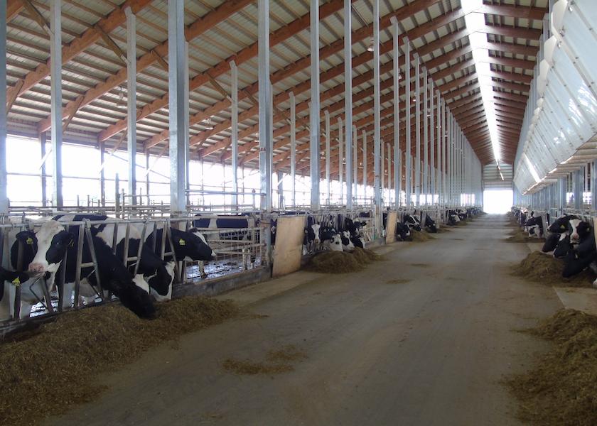 Many U.S. dairy producers use chopped straw in their heifer rations to add fiber and bulk. But a common grain contaminant also may be lurking in straw.