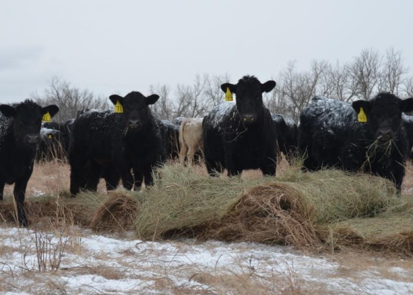 Winter feeding