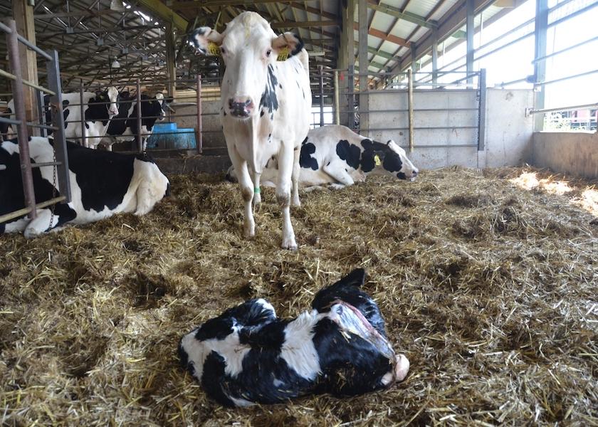 Researchers are exploring whether cattle would benefit from pain management associated with calving.