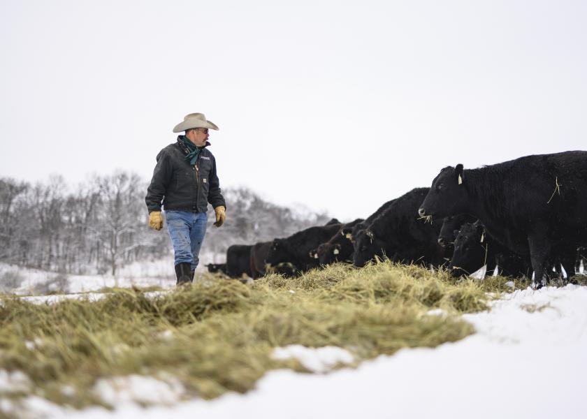 Bovine Veterinarian's Spotlight on Nutrition