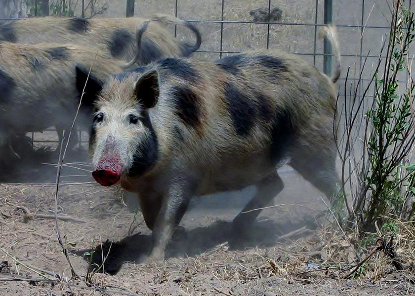 There are approximately 6 million feral hogs across the U.S., which cause more than $1.5 billion in damages each year. 