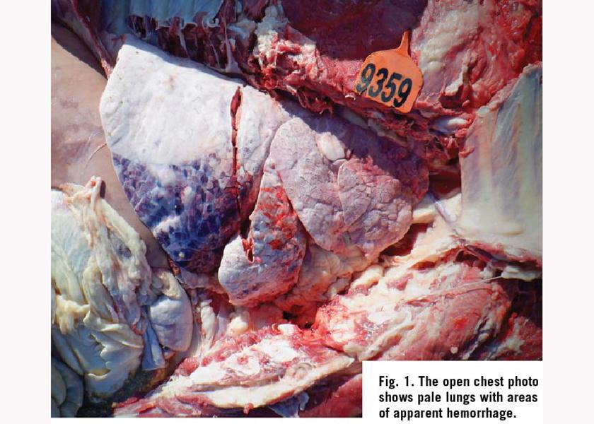 Post-Mortem: Caudal Vena Cava Thrombosis