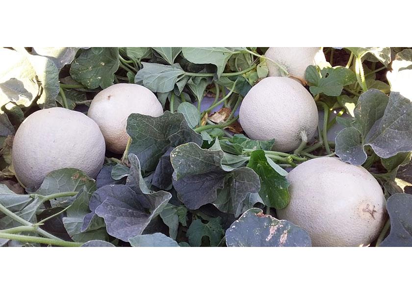 Rio Rico, Ariz.-based Fresh Farms offered cantaloupes under the Fresh Farms label for the first time this season from mid-October until the end of November, says salesman Al Voll. The program was well received and likely will expand next season, he says.