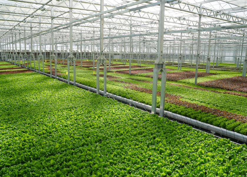 Gotham Greens grows leafy greens hydroponically across the U.S.