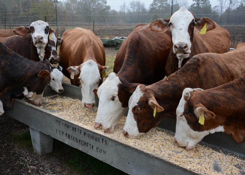 Grain feeding cows