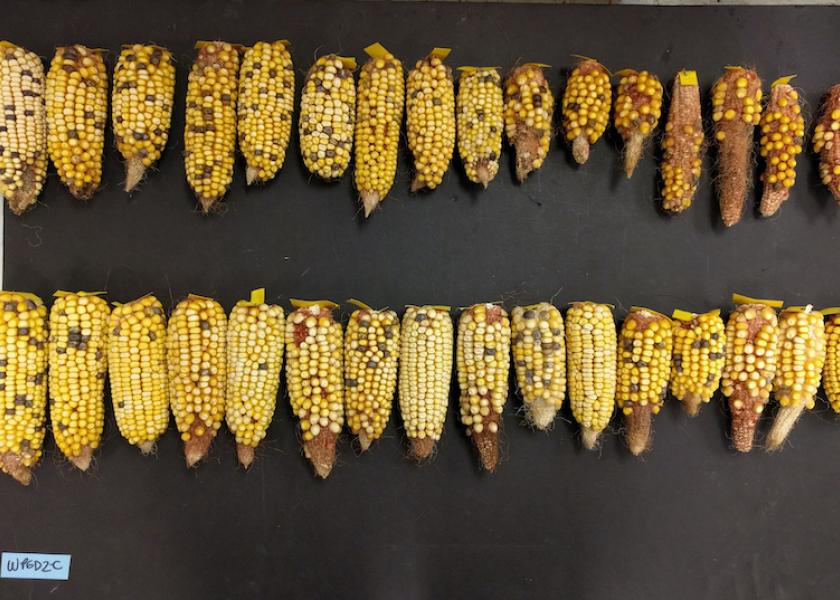 A new variety of corn, bottom, compared to a non-engineered variety, top. Both types were grown under warm nighttime temperatures, but the new variety had 40% greater yield. Photo by Camila Ribeiro