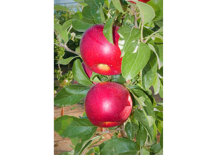 Test plantings of the HOT84A1 apple variety is expected in the U.S. in a few years.
