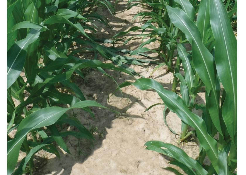HELM Agro Granted EPA Approval for Katagon Corn Herbicide 