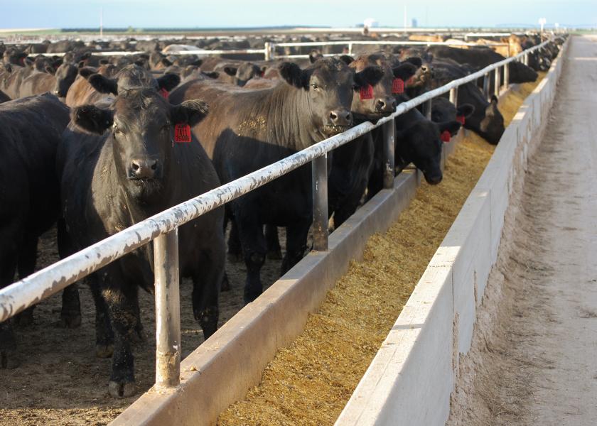 Cattle feeding