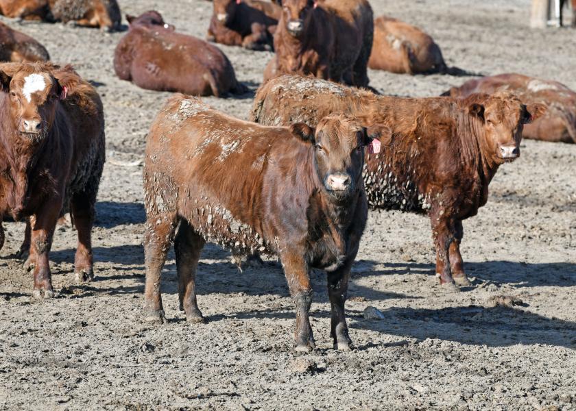 Feedlot steers