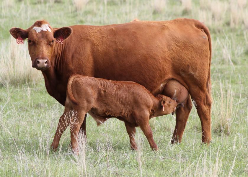 Calving in the cold weather