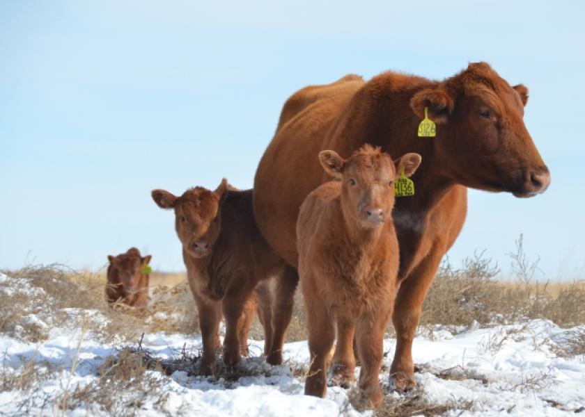 Cows in snow