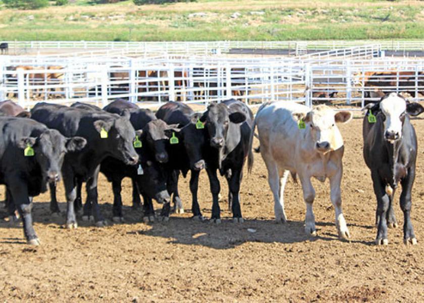 Calf Care in the Spotlight