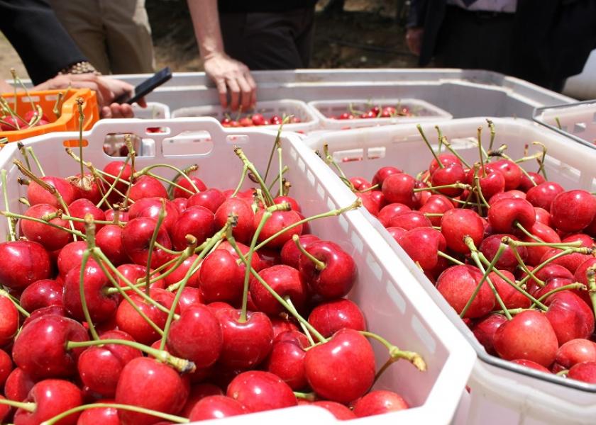  Cherry harvest is increasing in Chile, and growers are worried about the potential disruptions that COVID-19 could cause this season.
