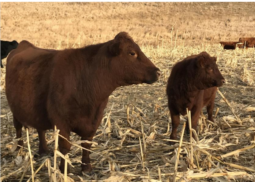 Beef cow pregnancy and weaning rates are important numbers to track. High numbers without increased input costs are related to profitability and sustainability of your beef producers' business.