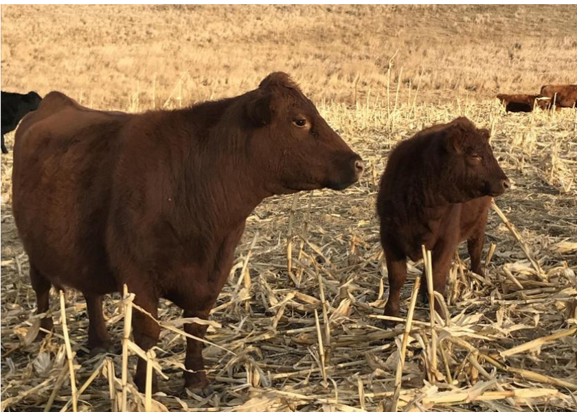 cows and calves