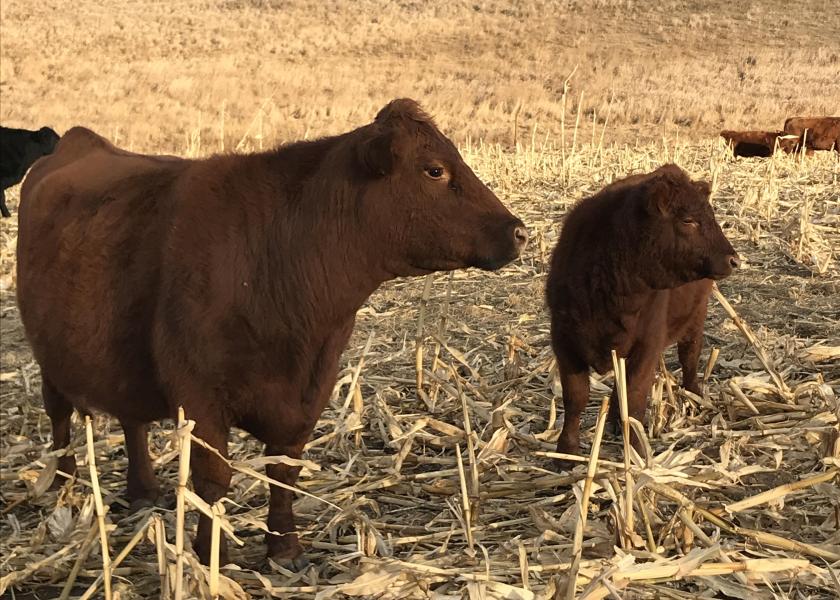 Cow and calf on corn stalks