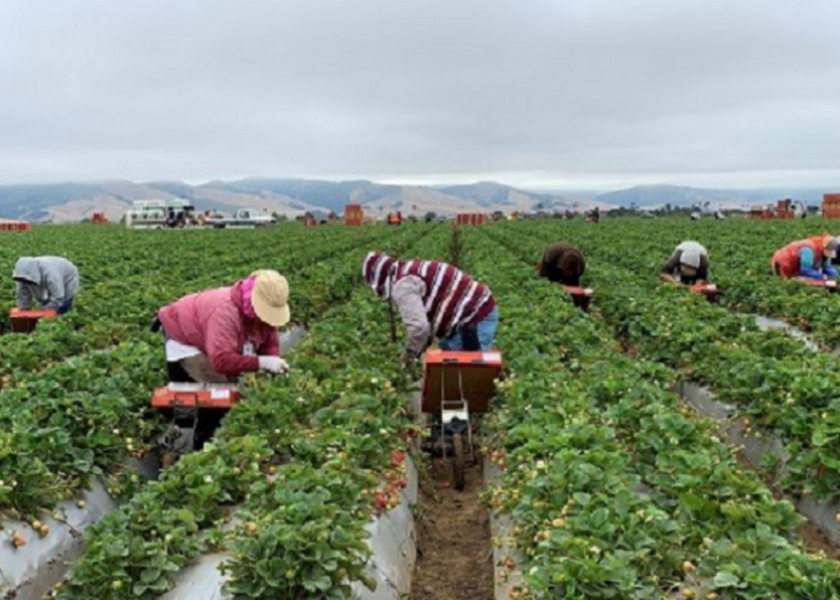 USDA begins accepting applications for new Farm and Food Workers Relief
