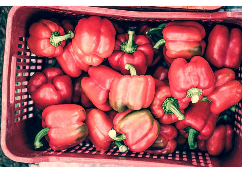 Vancouver, British Columbia-based The Oppenheimer Group anticipates an increase in volume this season, especially with its organicbell  pepper crops, says Aaron Quon, executive category director of greenhouse.
