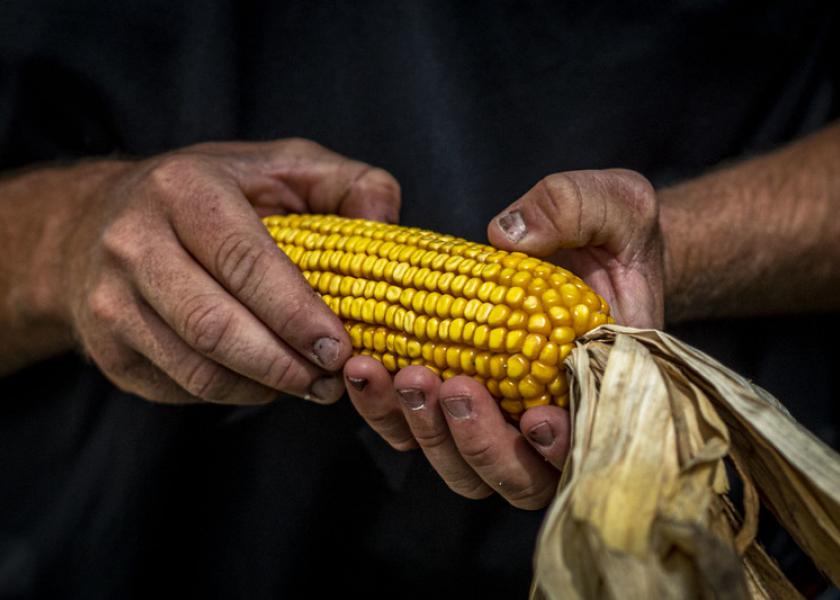 Ethan Whiteside, Owner/Operator of WF Angus holds an ear of corn.