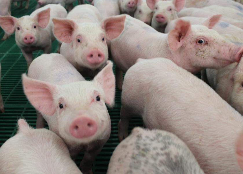Cash-traded weaner pig reported volume was below average this past week, with 33,151 head reported. Cash weaner pig reported prices were $46.62, down $5.07 per head from last week.