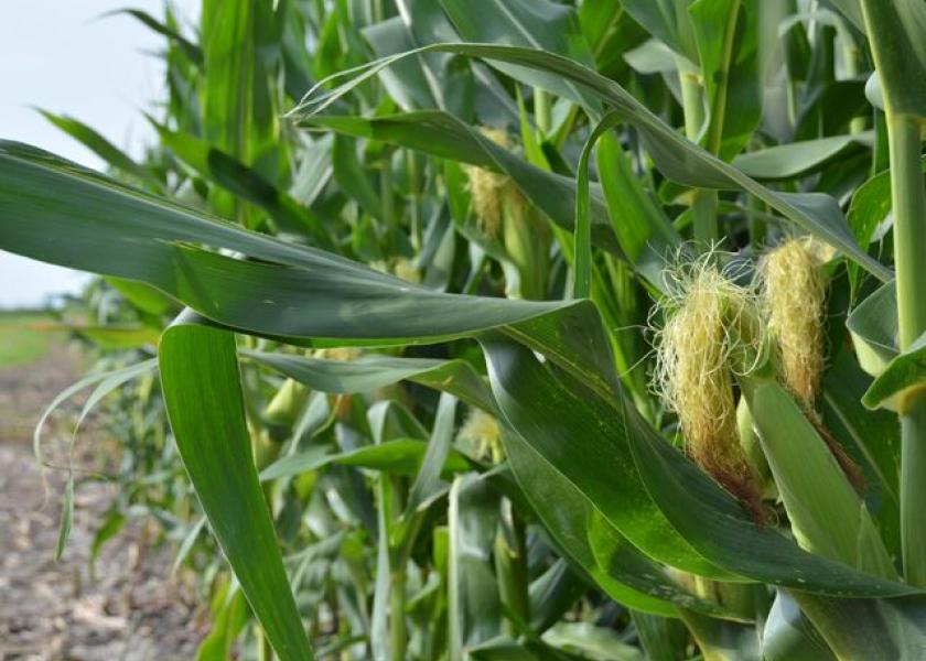 Corn rootworms can clip silks in addition to causing root damage.