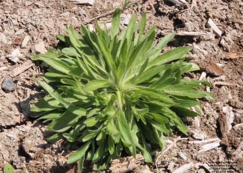 Maretail/Horseweed pre-bolt stage