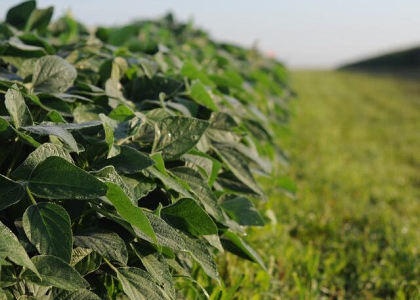 With high fertilizer costs and potential product shortages, you may be considering back-to-back years of soybeans.