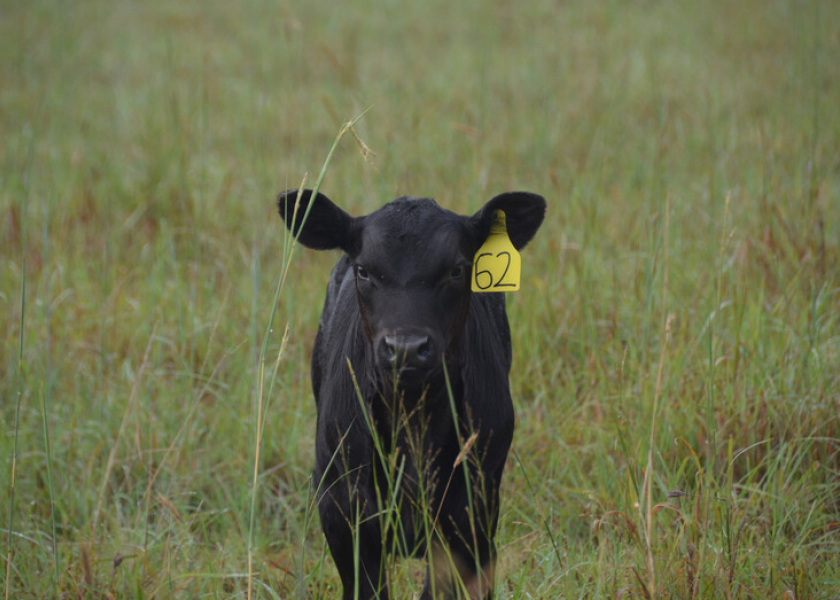 Young calves continue to dot fields across the country. To help offer young calves a healthy start, Tony Hawkins, DVM, and Ray Shultz, DVM, shared some tips.  
