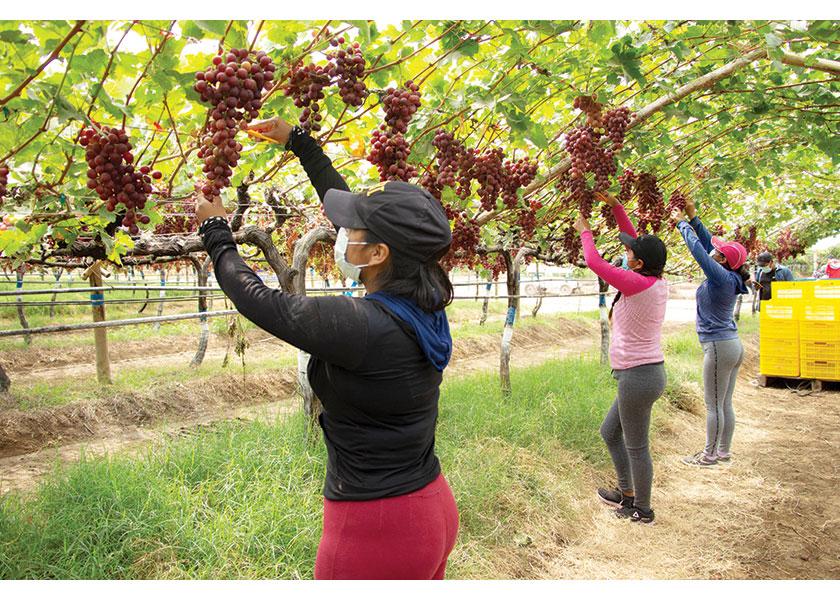 Workers harvest Sweet Celebration table grapes in Peru for Awe Sum Organics.