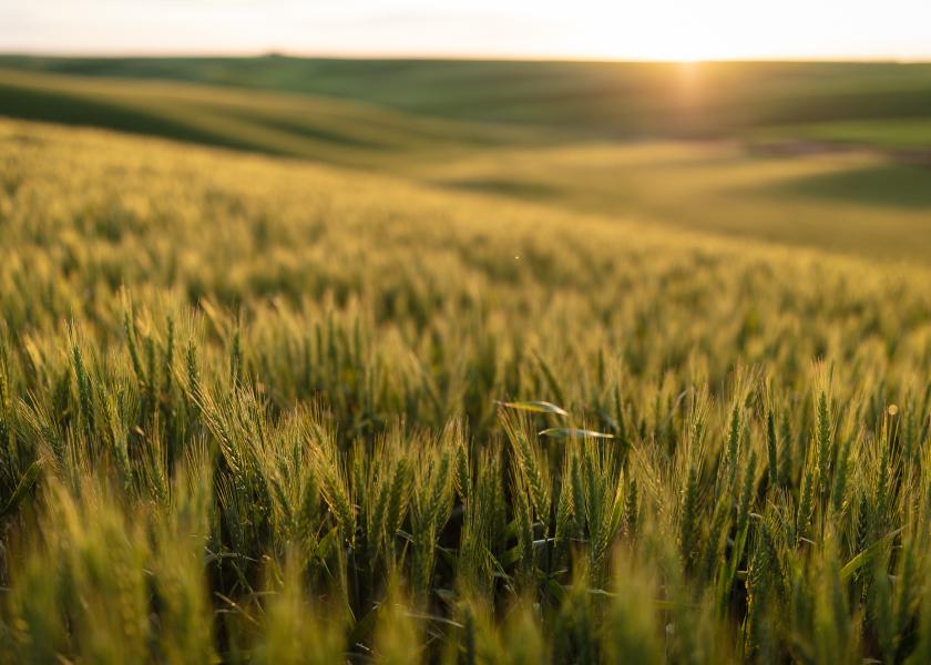 BASF’s New Insecticide Seed Treatment Puts Wireworms In Its Crosshairs