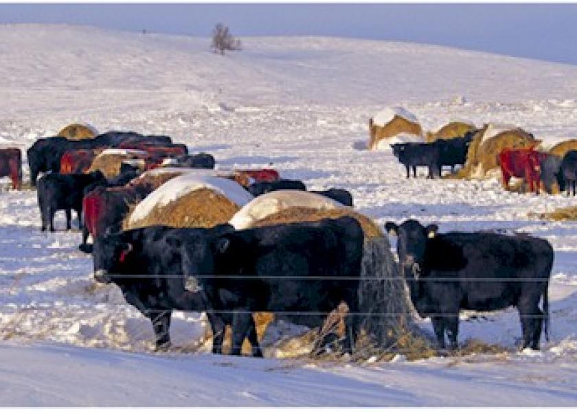 Winter bale grazing