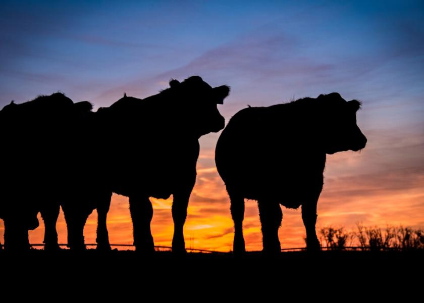 Beef cattle