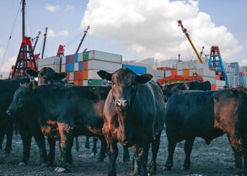 For the first ten months of the year, total U.S. cattle imports from Mexico are down 23.4 percent year over year, following a decrease of 32.4 percent in October compared to last year.