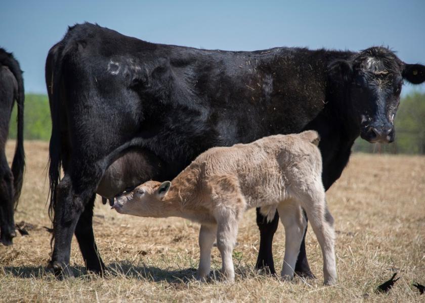 Setting Beef Cows Up to Produce the Best Colostrum for Calves