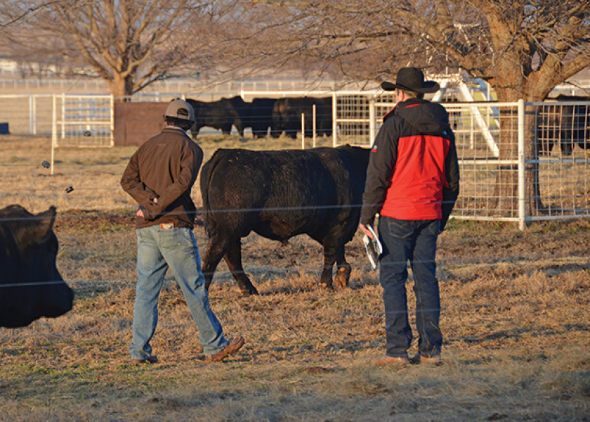 Veterinarians Raise The Bar For Bull Breeding Soundness Exams