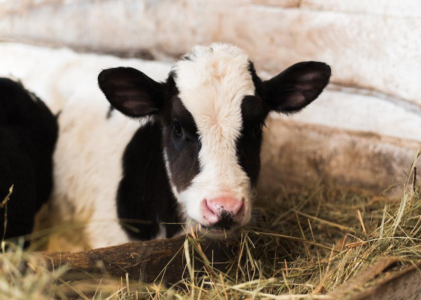 Whether or not to feed hay to preweaned dairy calves is a longstanding debate, without an absolute answer. 