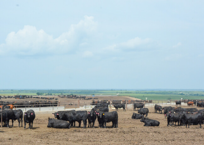 Feedyard cattle