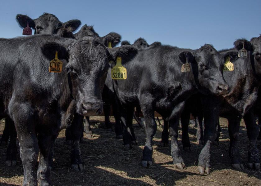 Translating Pressure Into Progress For A Better Beef System