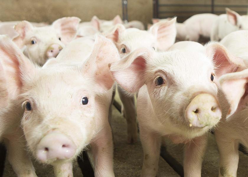 Cash-traded weaner pig reported volume was below average this past week, with 30,910 head reported. Cash weaner pig reported prices were $40.07, up $2.14 per head from last week.