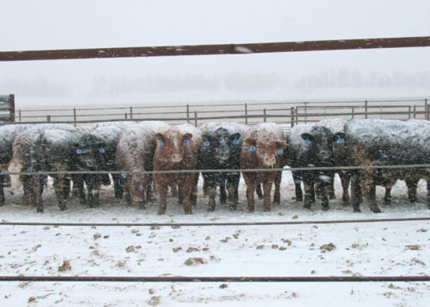 Winter cattle feeding