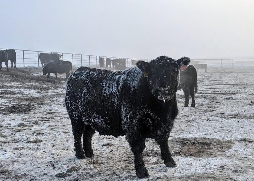 Nebraska Feedlot @TLauritsen