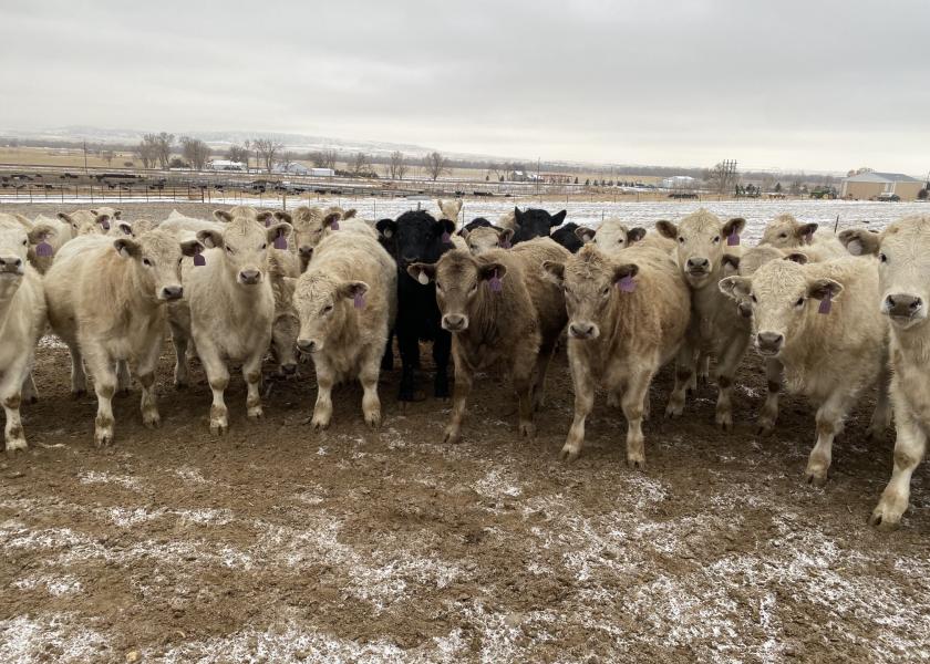 Charolais cross steers, Nebraska