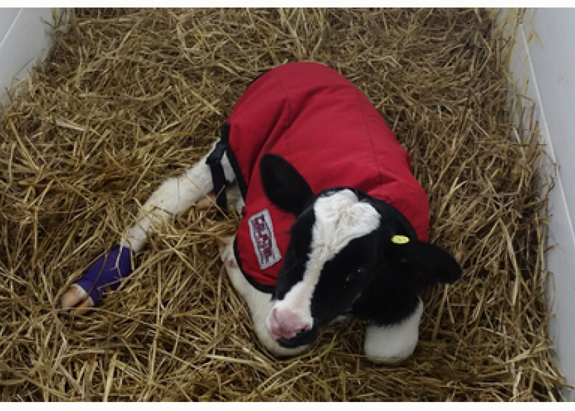 Newborn Holstein calf.