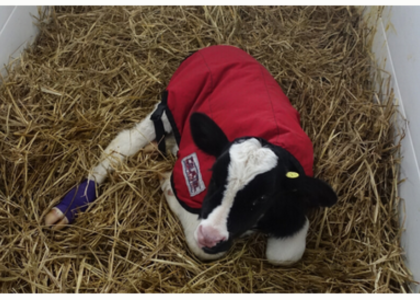 holstein calves