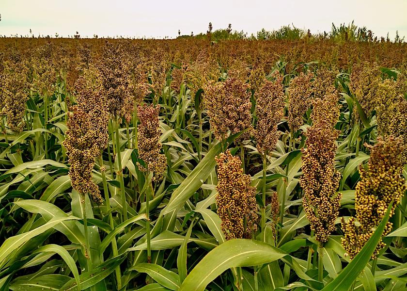 Generally, farms will wait for forage sorghum to go to seed and dry down to an acceptable moisture prior to harvest. 
